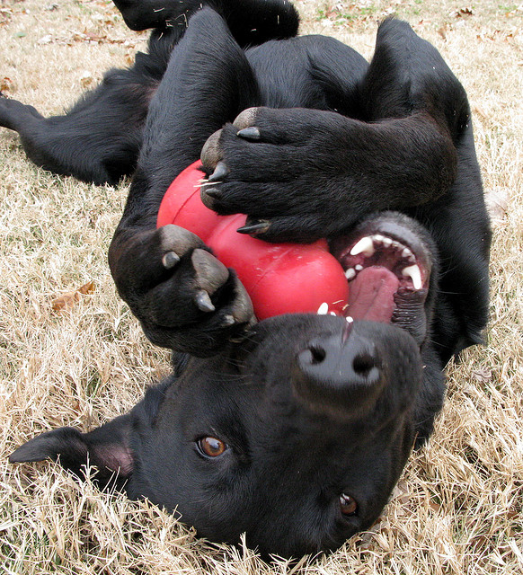 things to put in a kong for a dog