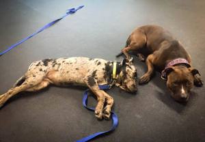 Jasmine (right) helps "little Jasmine" (left) learn to relax around other dogs at Day Camp!